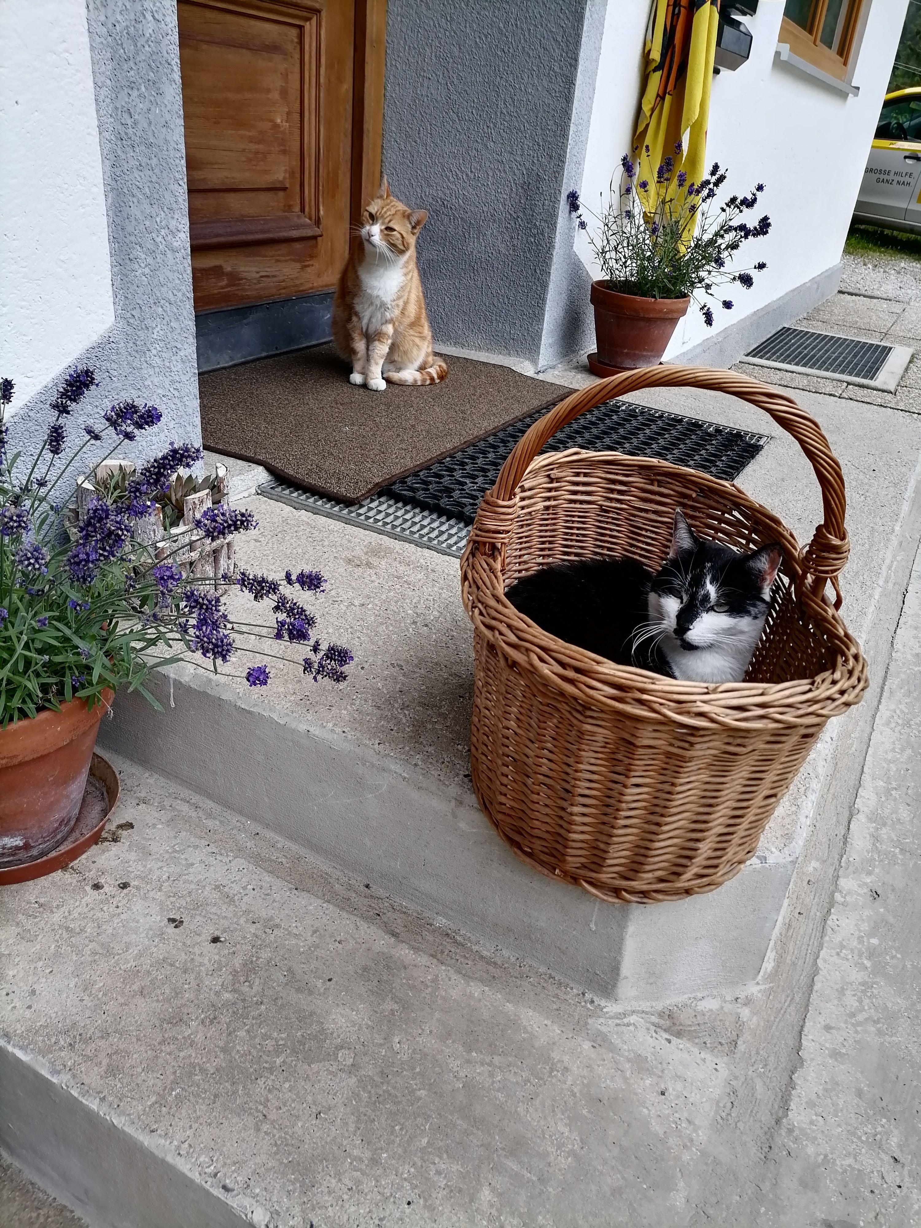 A black and white cat is sitting in a basket in front of a door. In the background, an orange cat is sitting on the stairs.