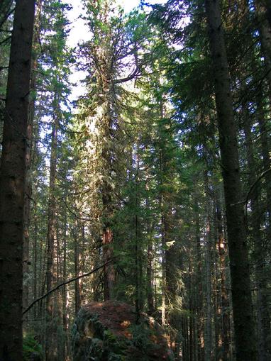 Zirbe am Granitzlmoos in Sauerfeld