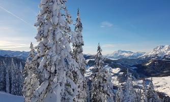 A snowy mountain landscape with tall fir trees. The sky is clear and blue, and the mountains in the background are impressive.