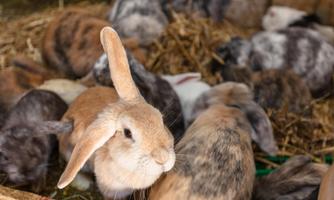 A group of rabbits is sitting on hay. In the foreground, a light brown rabbit can be seen.