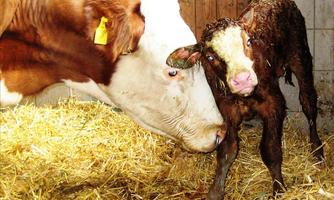 A cow and her newborn calf are standing on hay in a stable. The calf is wet and still drying.