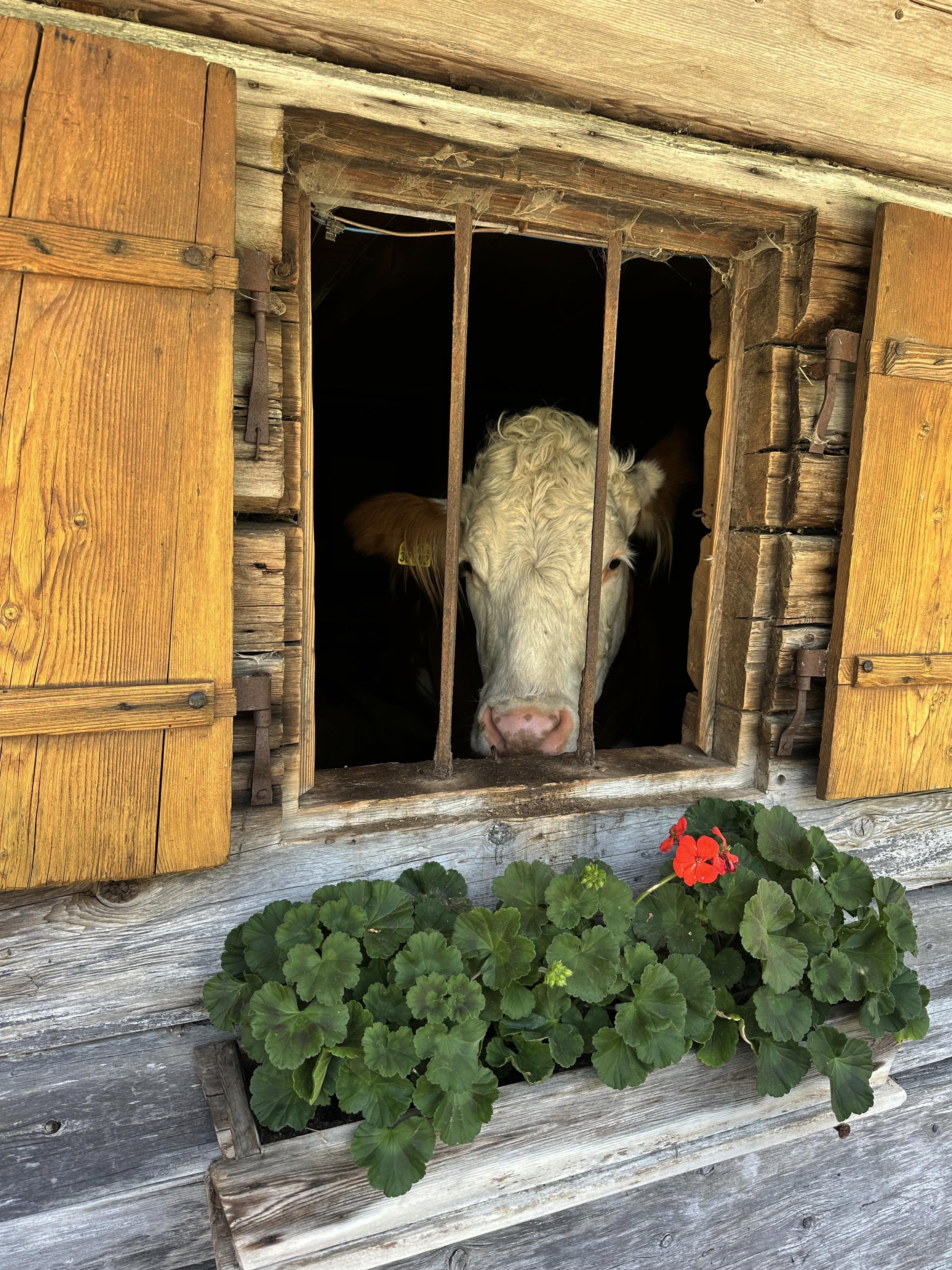 A cow is looking out of a window of a wooden house. Outside, green plants are blooming with a red flower.