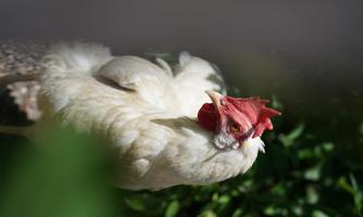 A white chicken with a red comb is sitting surrounded by green plants. The sun is shining on the chicken's feathers.