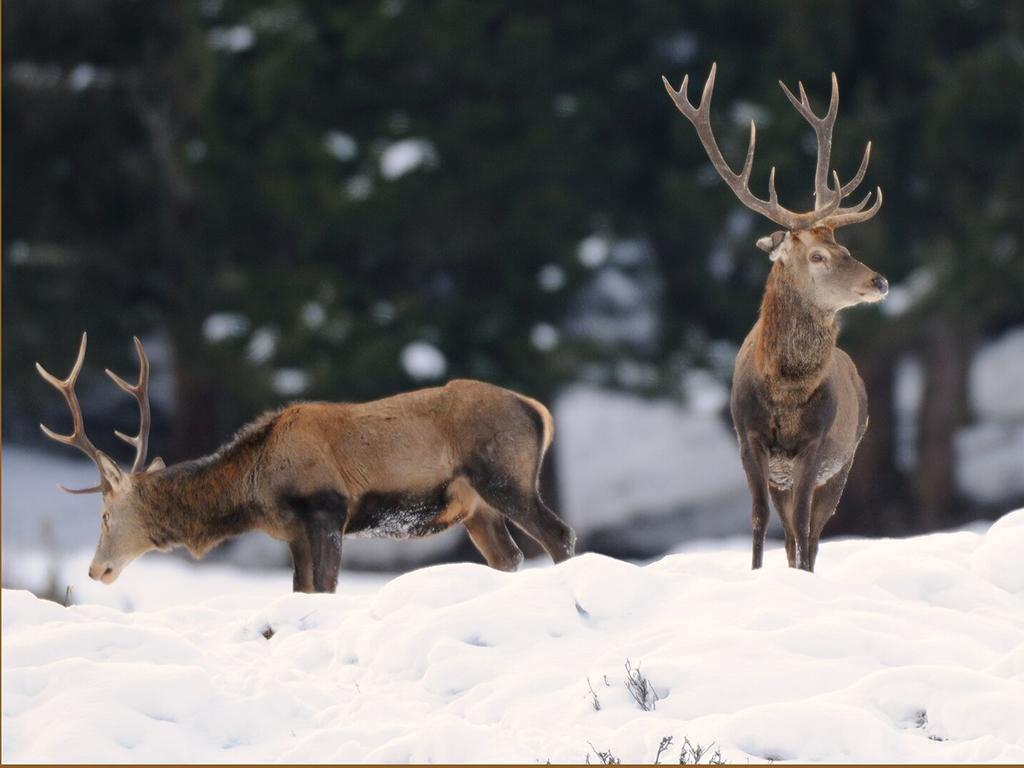 Wildtierbeobachtung bei der Schaufütterung