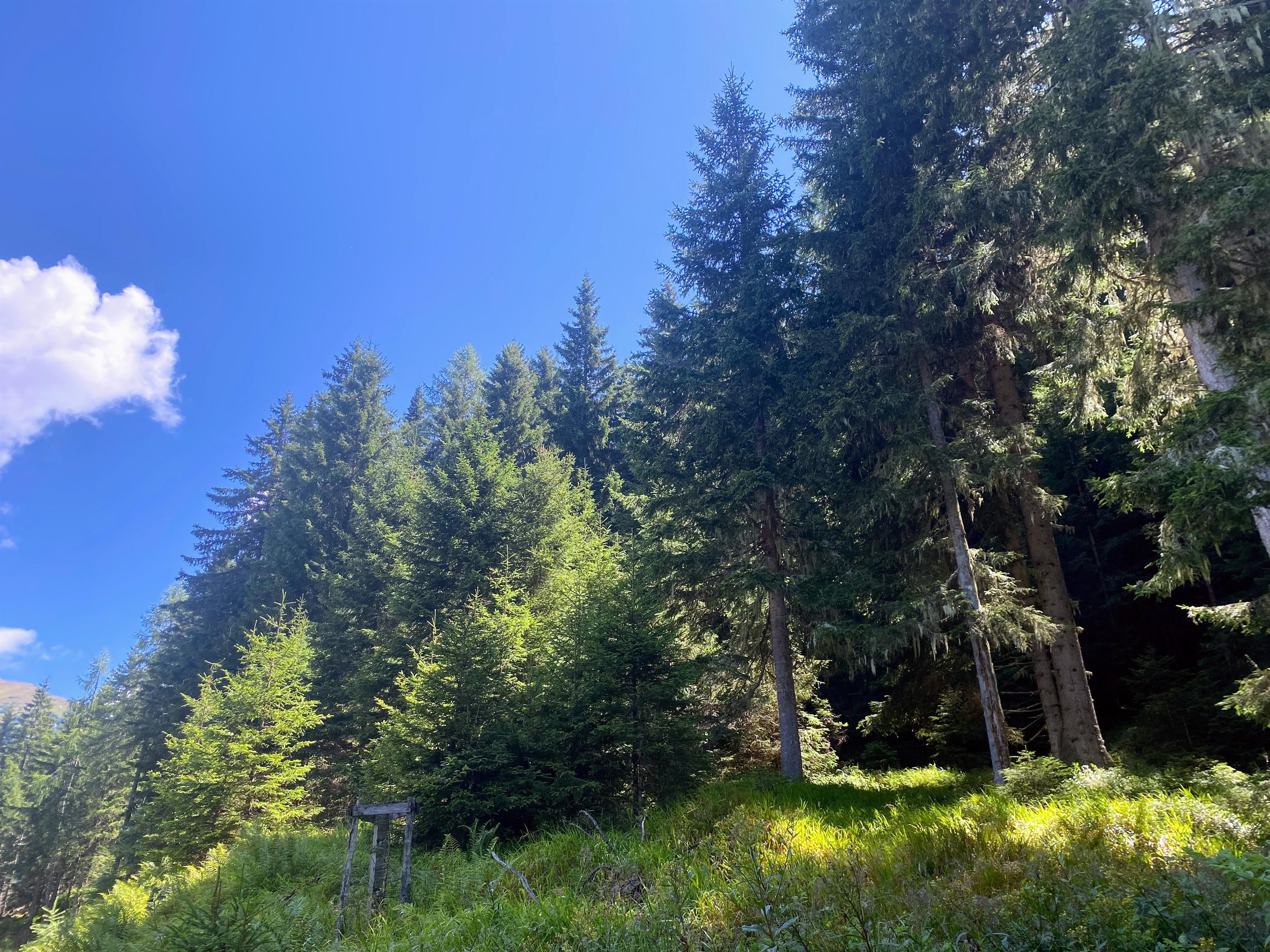 Geführter Spaziergang: Wald – Stille und ich