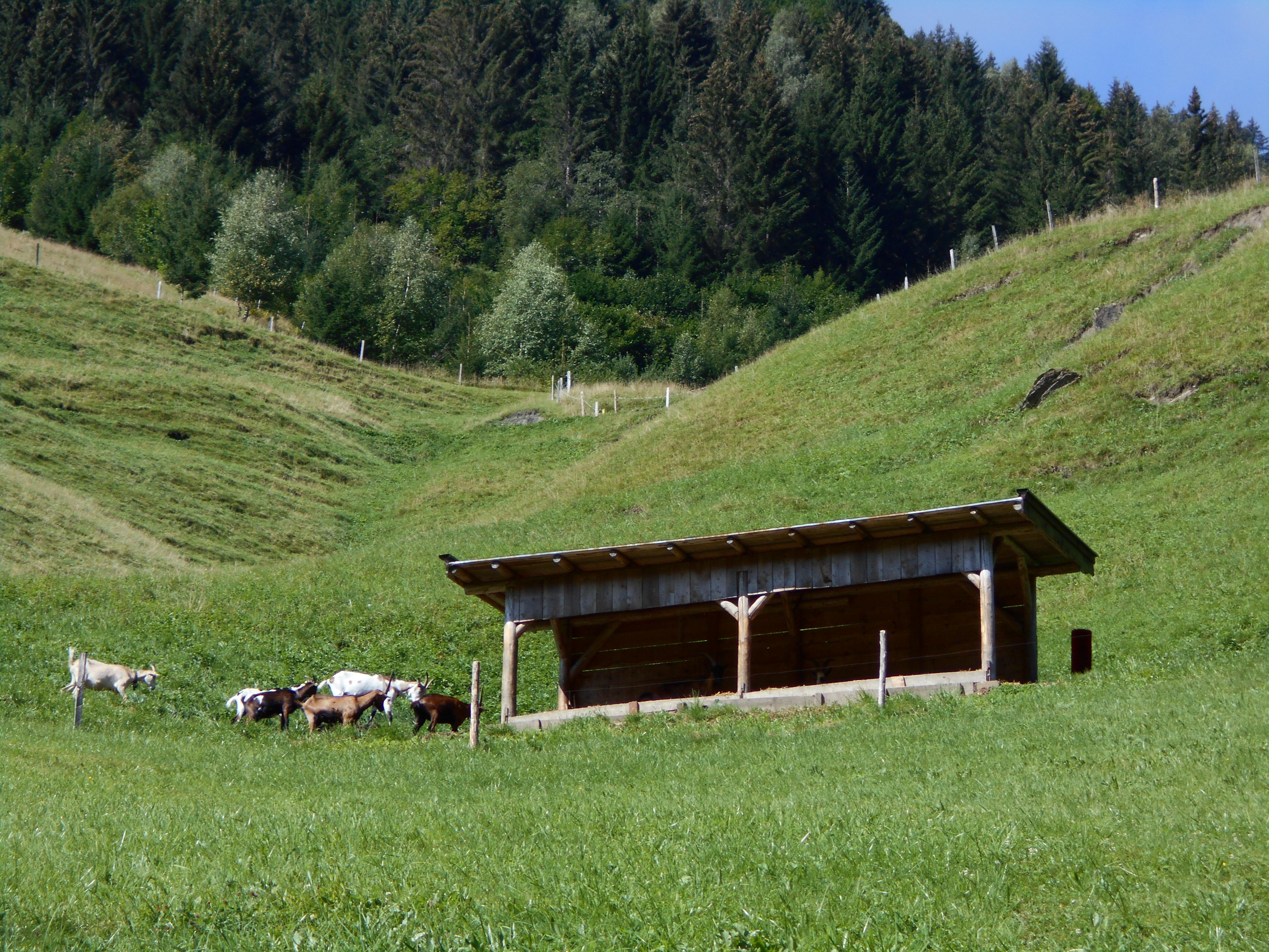 A green meadow with a wooden cabin and some cows. The surroundings are hilly and surrounded by trees.
