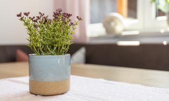 A small pot with green plants and purple flowers is on a table. In the background, soft furniture and daylight can be seen.