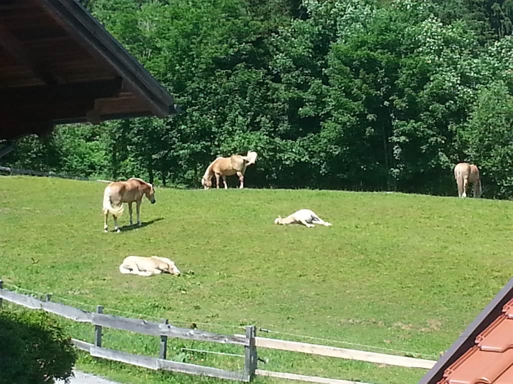 Schmalzgrubengut Bad Hofgastein Mittagsschlaf