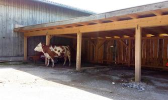 A cow stands under a wooden overhang next to a barn. The surroundings are rural with bright wooden structures.