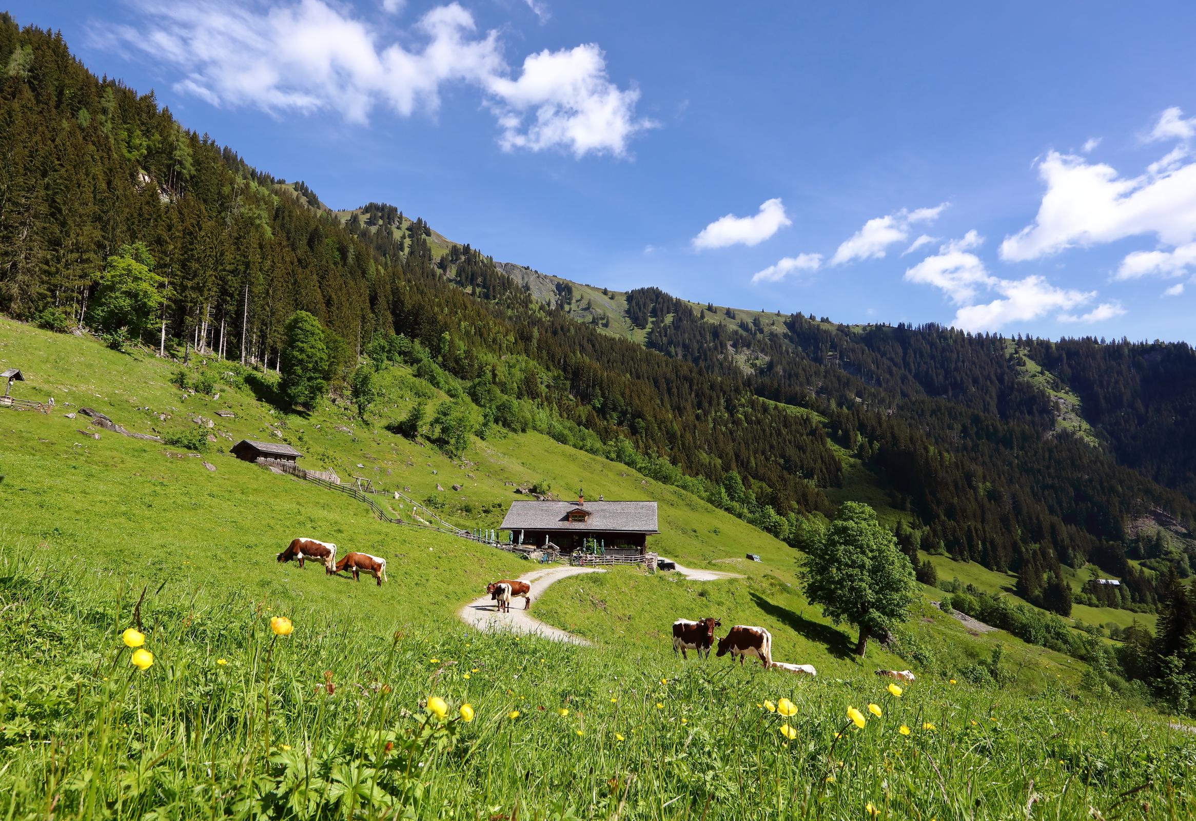 Taxi-Almfahrt zur Aigenalm-Paulhütte, 1.280 m