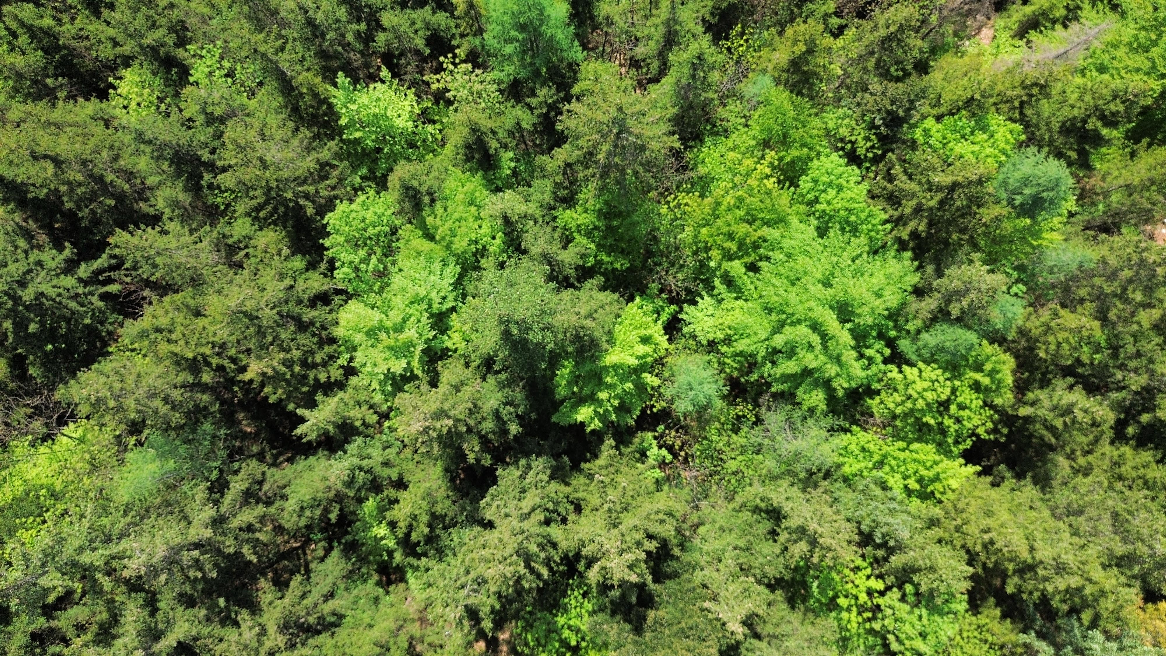 Wald & Wort