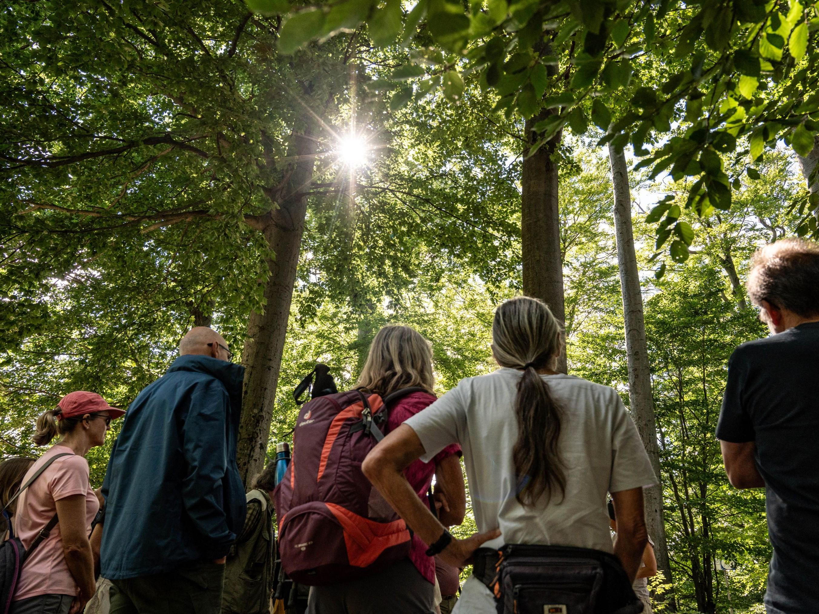 Wald der Zukunft – Führung bei Kaprun