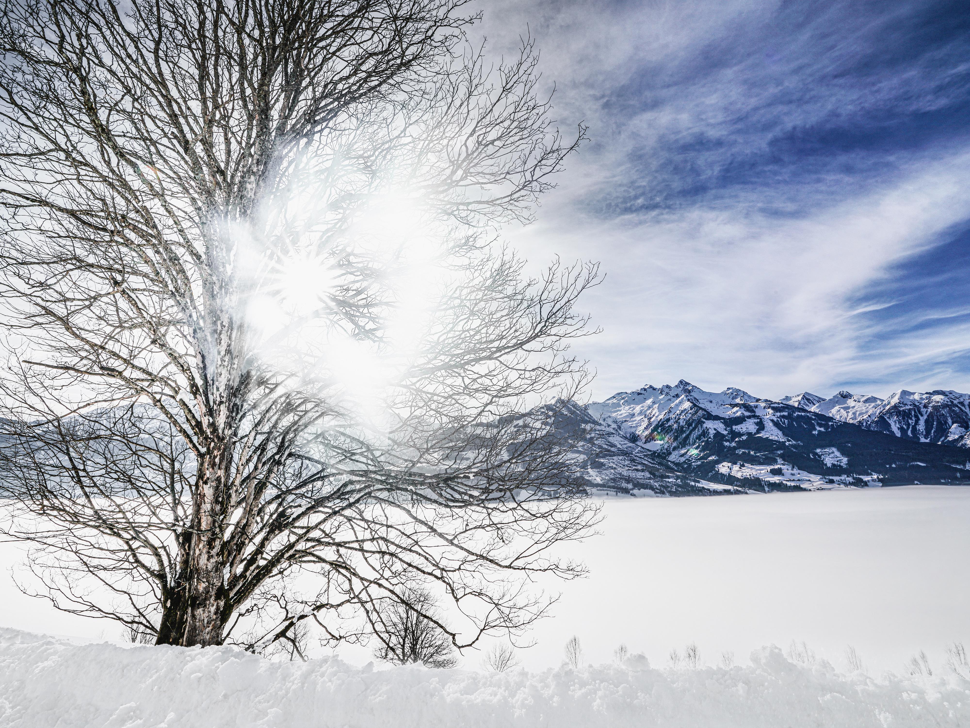 A lonely tree stands in front of a snow-covered, vast field and mountains in the background. The sky is clear with gentle clouds.