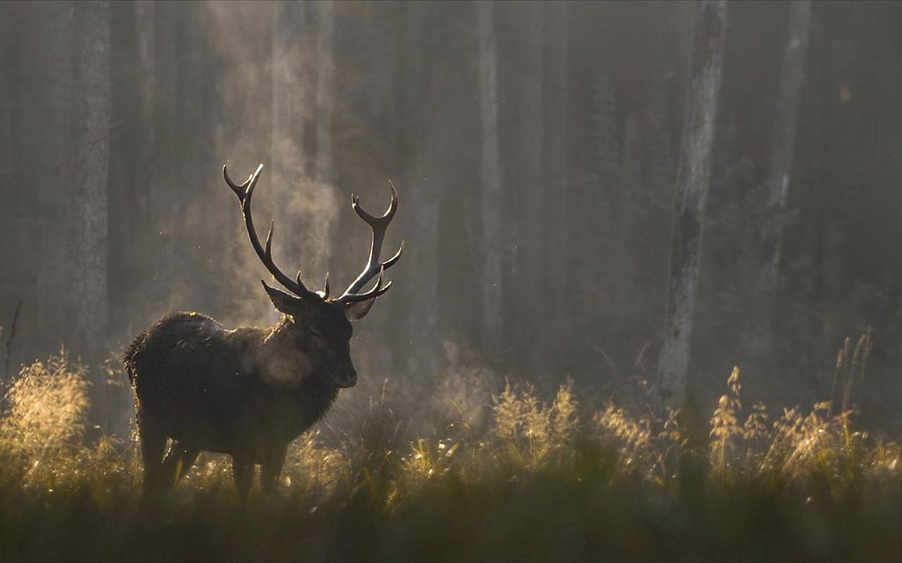 Kino: Das Flüstern der Wälder (MA)