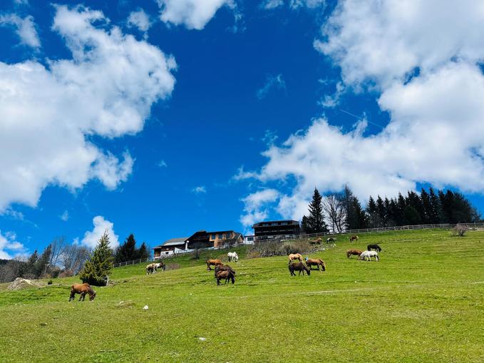 Reitbetrieb - Reitparadies Kirchnerhof in Weißpriach