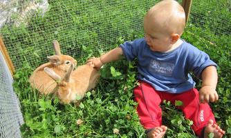 A small child is sitting in the grass and petting two rabbits. The scene is friendly and sunny.