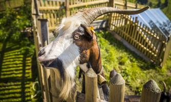 A goat's head with long horns and a striking facial expression. In the background, a garden and a shady enclosure can be seen.