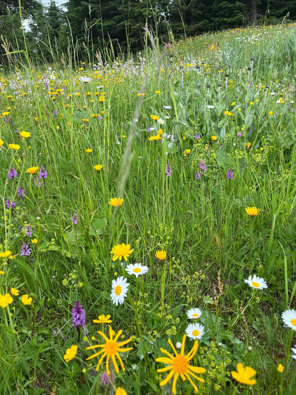 PHYTOTHERAPIE – DIE KRAFT DER KRÄUTER