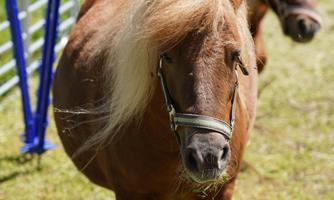 Two small brown horses are standing in a meadow. The sun is shining, and you can see a fence in the background.