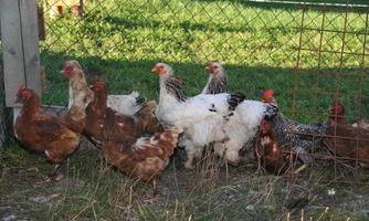 A group of chickens in an enclosure. They are standing on green grass and are in different colors.