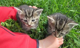 Two little kittens are playing in the grass next to a foot. They have striped fur and are looking curiously.