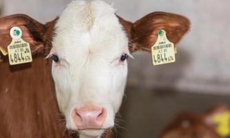 A young calf with noticeable ear tags is standing in a barn. It has a friendly face and a light coat color.