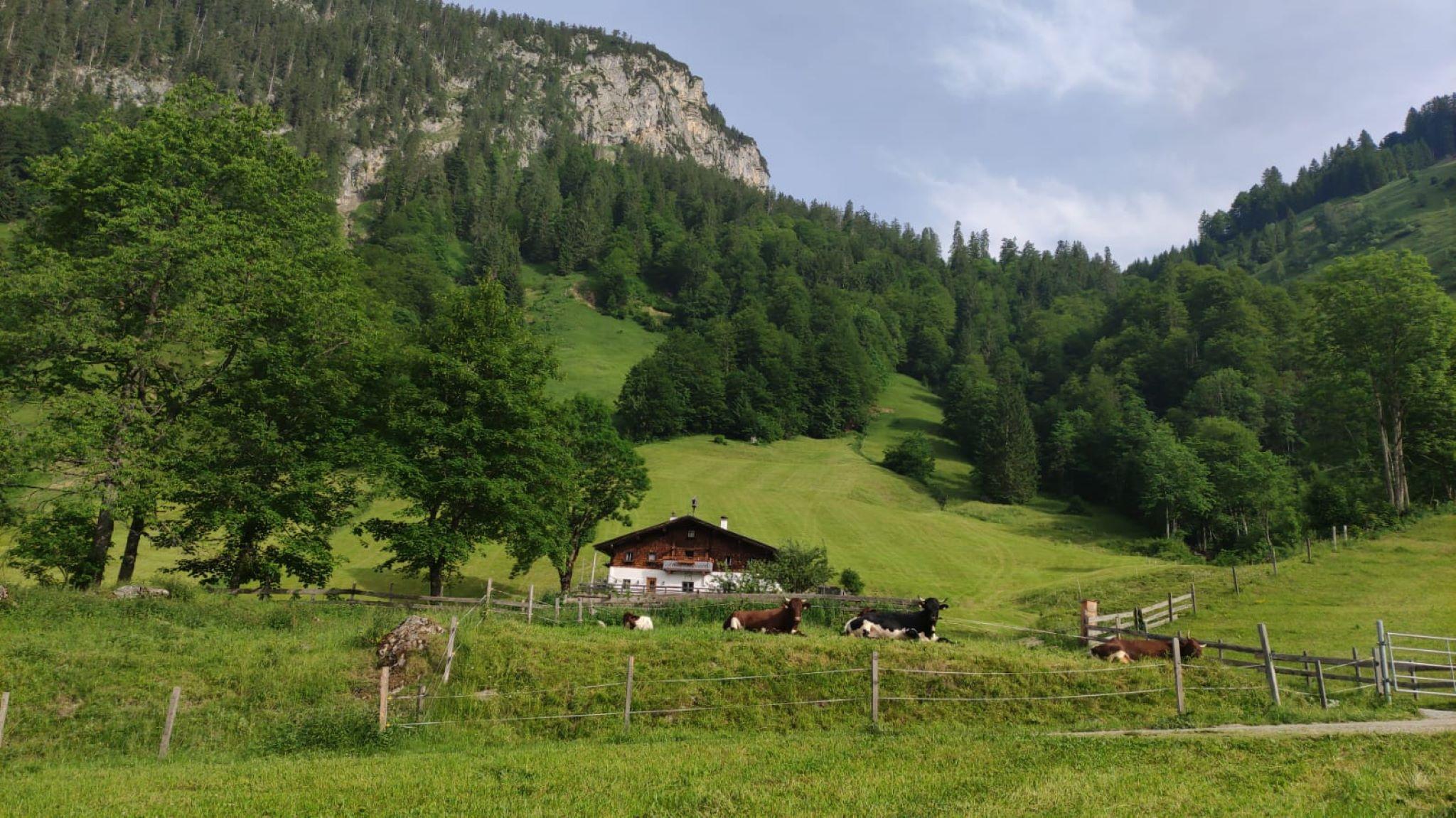 A rural scene with a traditional cottage, surrounded by green meadows and trees. Cows graze in the foreground, while the mountains rise in the background.