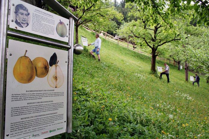 Obstlehrweg Pomarium