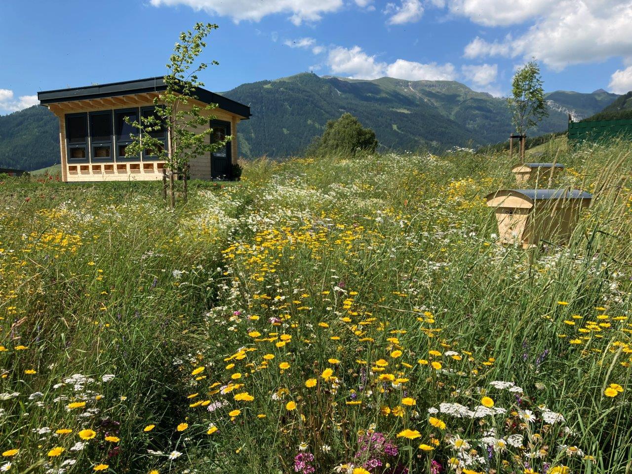 Apiorium – Bienenstockluft als Atemwegs-Therapie
