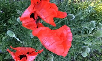Bright red poppies bloom abundantly among green foliage. The flowers stand vibrantly in contrast to the surroundings.
