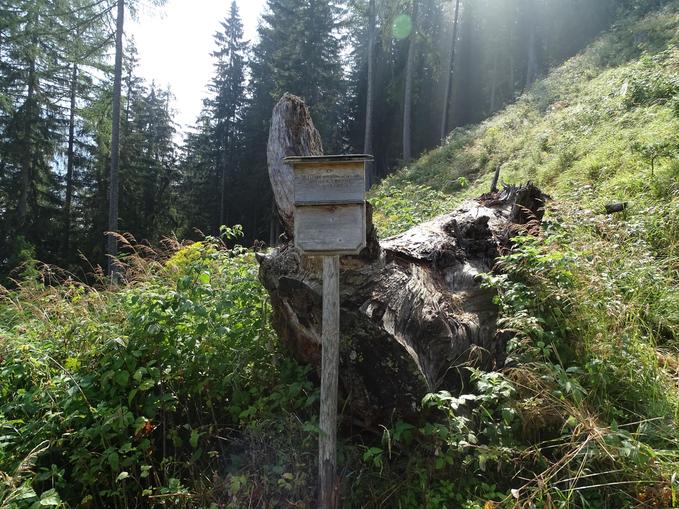 Wanderweg zur Peter Raba Lärche