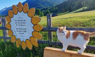 A cat with orange spots is sitting on a bench in front of a colorful sun decoration. In the background, green meadows and mountains can be seen.