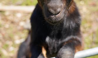 A curious black goat blending at a fence. The sun is shining on the animal, which is looking friendly at the camera.