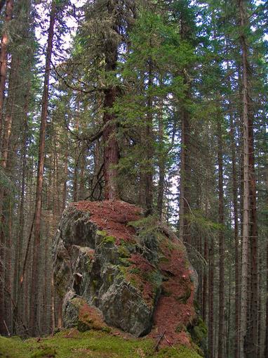 Zirbe am Granitzlmoos in Sauerfeld