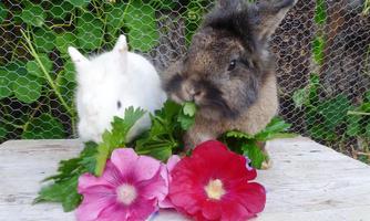 Two rabbits are standing in front of colorful flowers and fresh vegetables. The white rabbit is nibbling on a leaf while the brown rabbit looks on curiously.