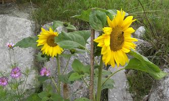 Two sunny sunflowers stand between rocks and green grass. Next to them are some pink flowers.