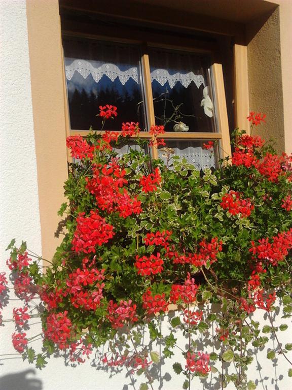 Schmalzgrubengut Bad Hofgastein Blumen