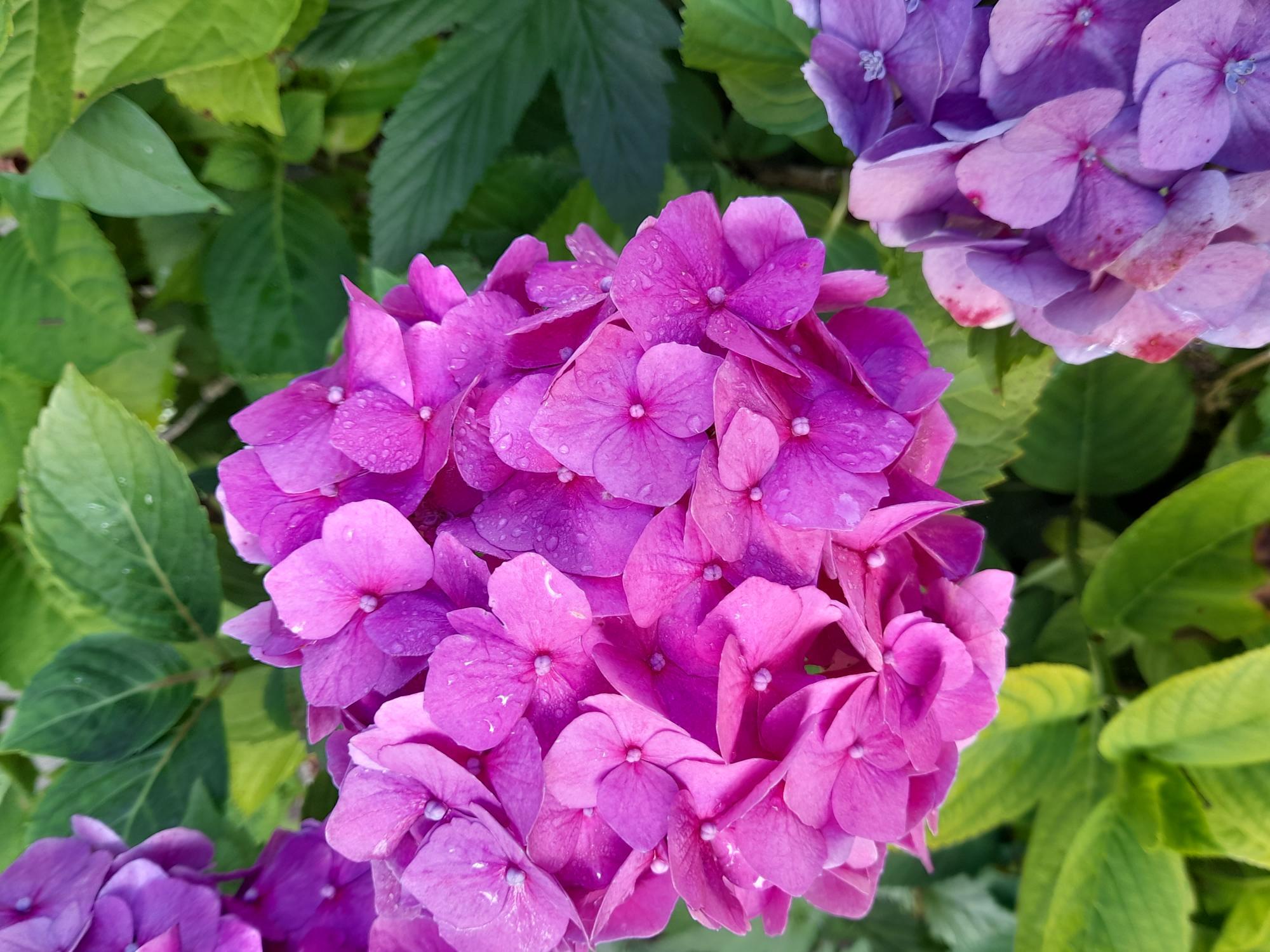 A group of vibrant purple hydrangeas in full bloom. The flowers are surrounded by fresh green.