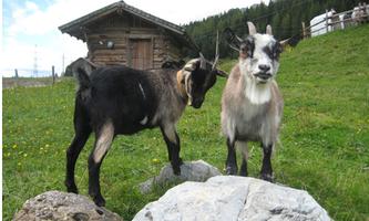Two goats are standing in a meadow with green grass and colorful flowers. In the background, a wooden barn is visible.