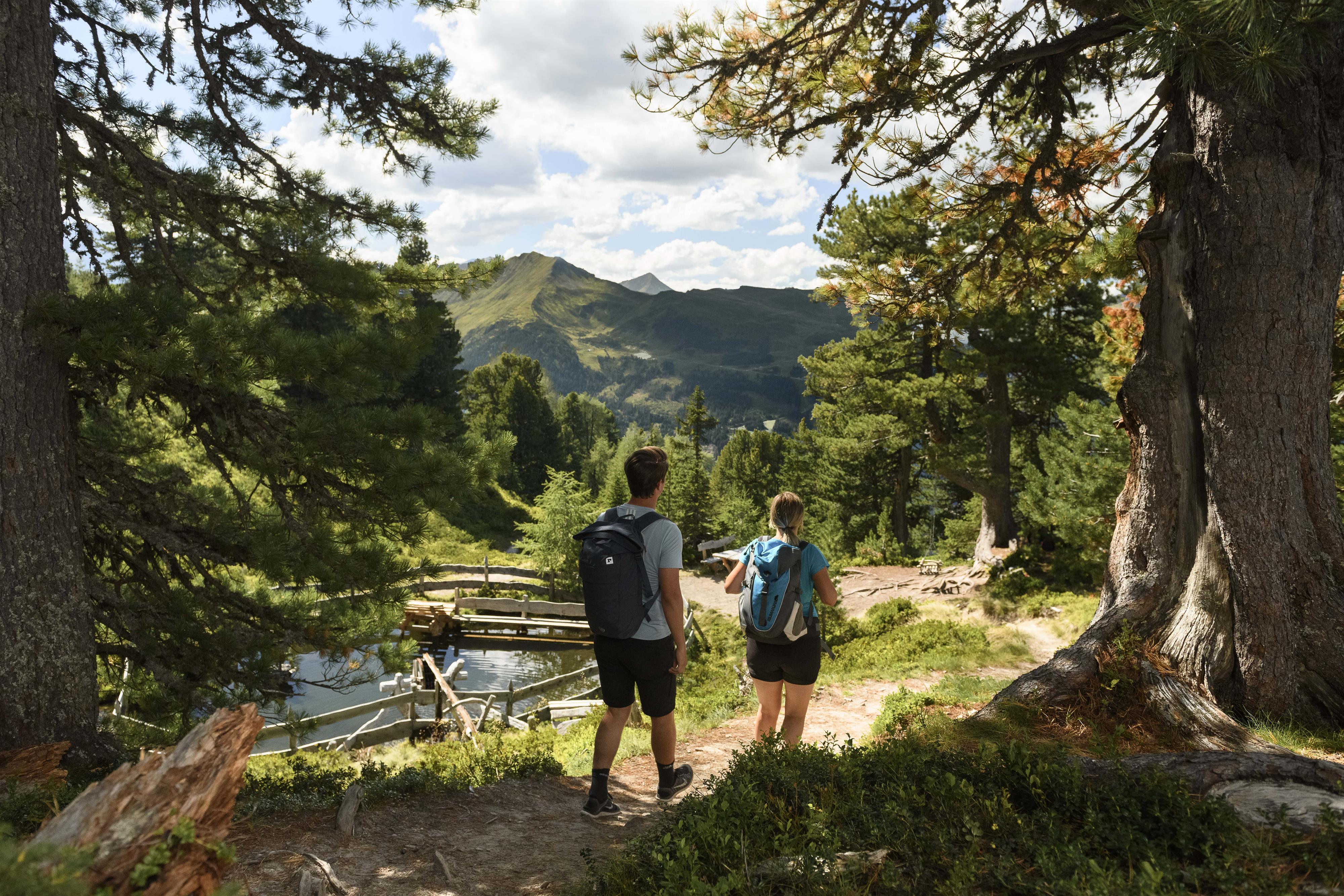 Geführte Zirbenzauber Wanderung am Graukogel