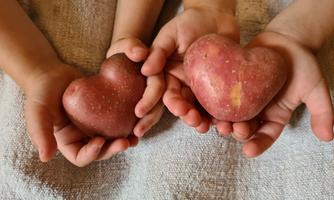 Two children's hands hold heart-shaped potatoes. The potatoes are red and lie on a gray cloth.