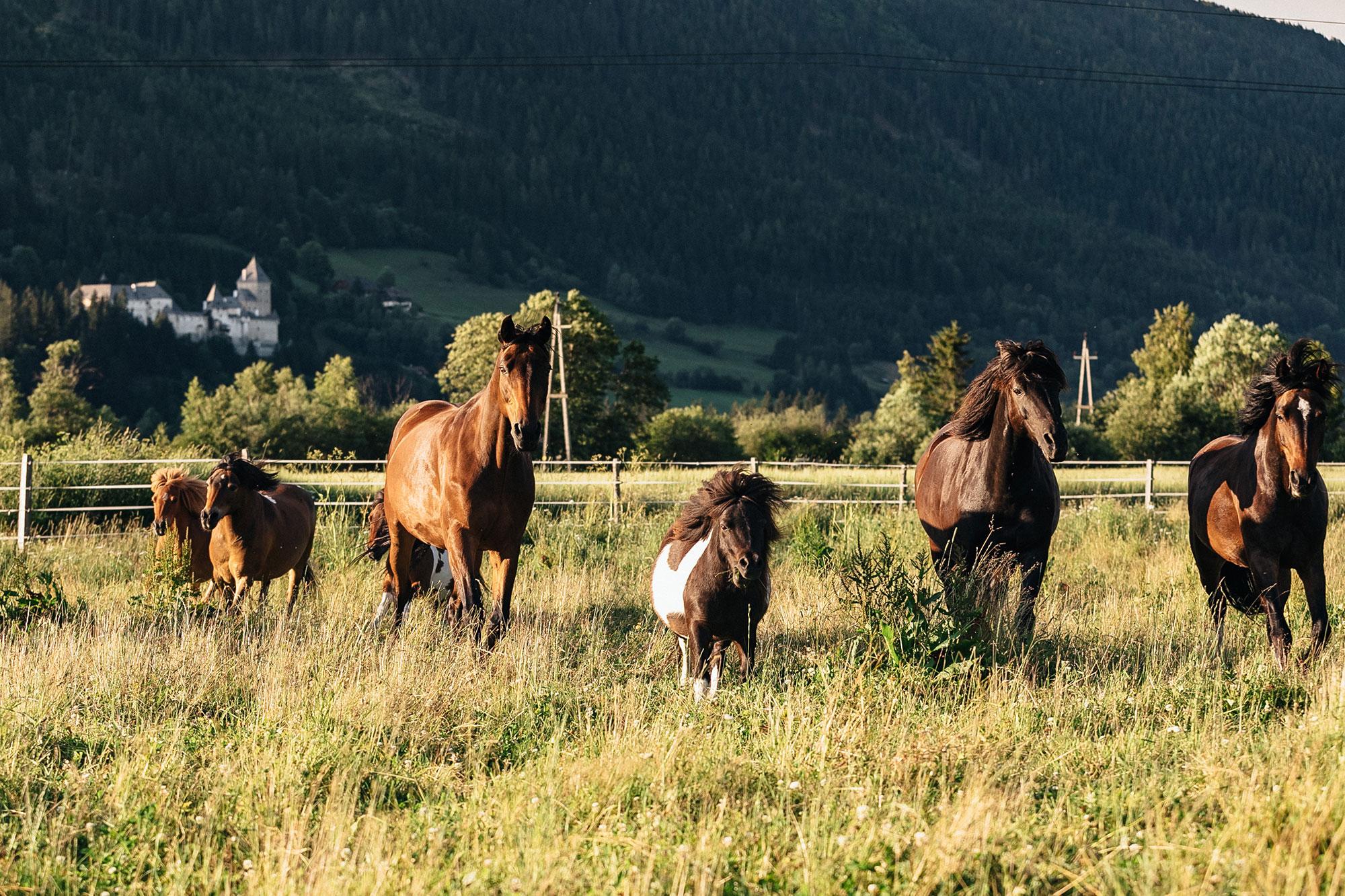 Kinderprogramm: Auf die Ponys, fertig, los …