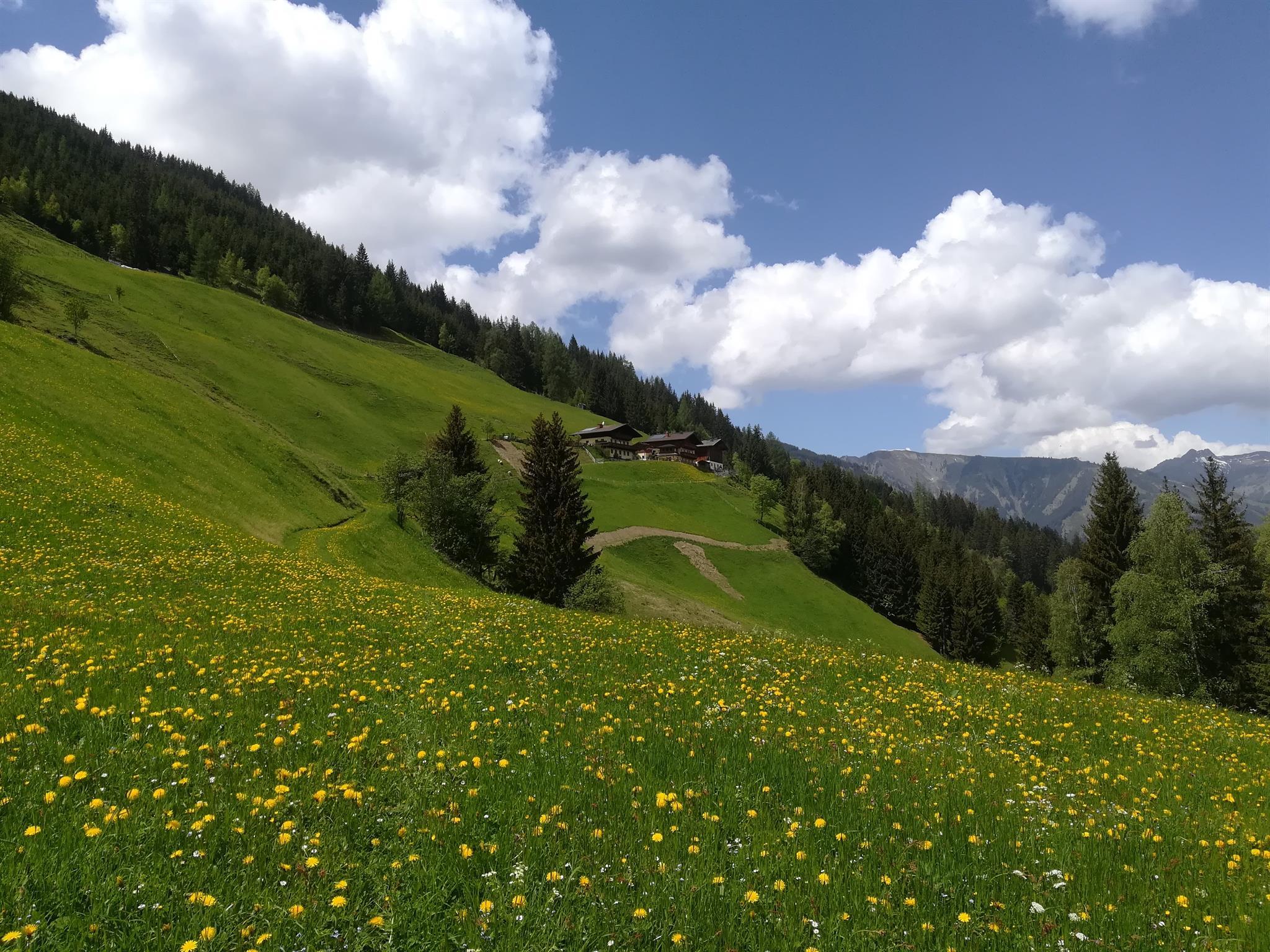 A green meadow with colorful flowers stretches across the landscape. In the background, gentle hills and a blue sky with white clouds can be seen.