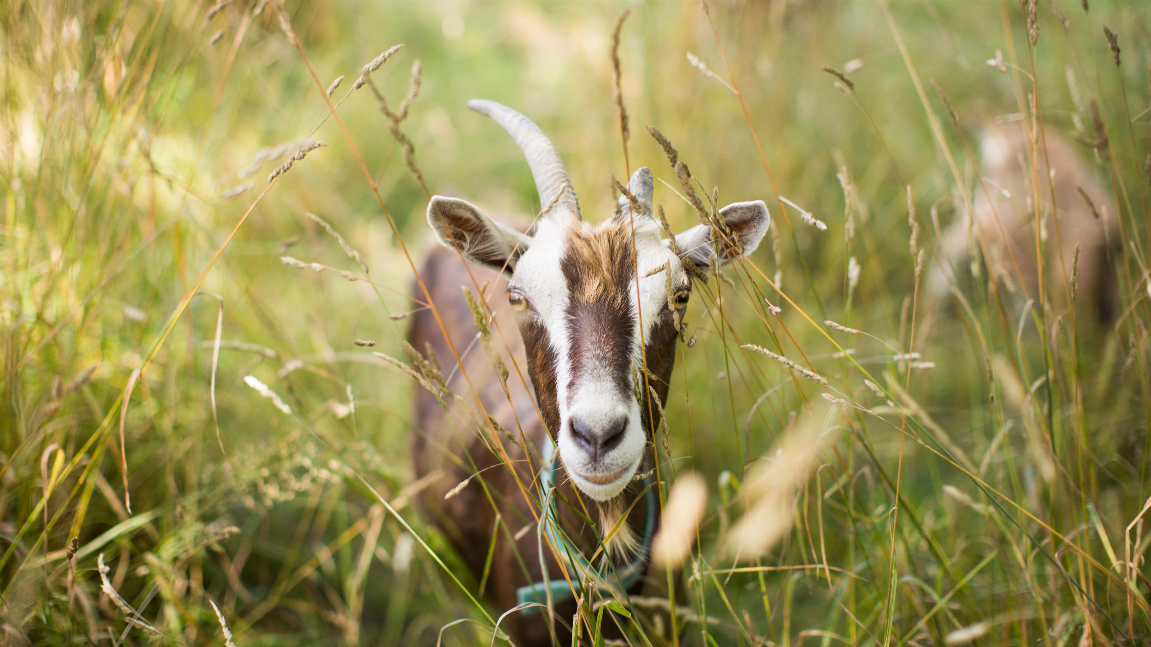 Ziegenwanderung
