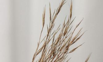 A delicate branch with dried grasses against a neutral background. The fine stems exude a natural calm.