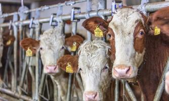 A group of cows in a barn. The animals have yellow ear tags and stand next to each other.