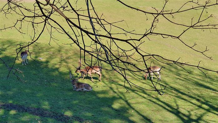 Damwild und Gänse Wildparks-Wildgehege