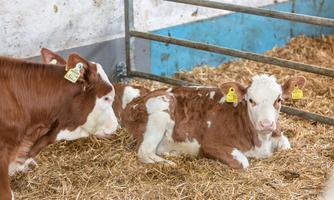 A calf is lying on straw in a barn. Other calves are standing nearby and watching attentively.