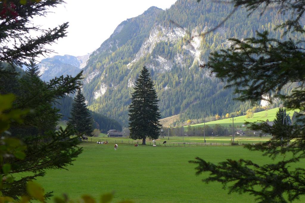 A picturesque landscape with green meadows and tall trees. In the background, impressive mountains rise.