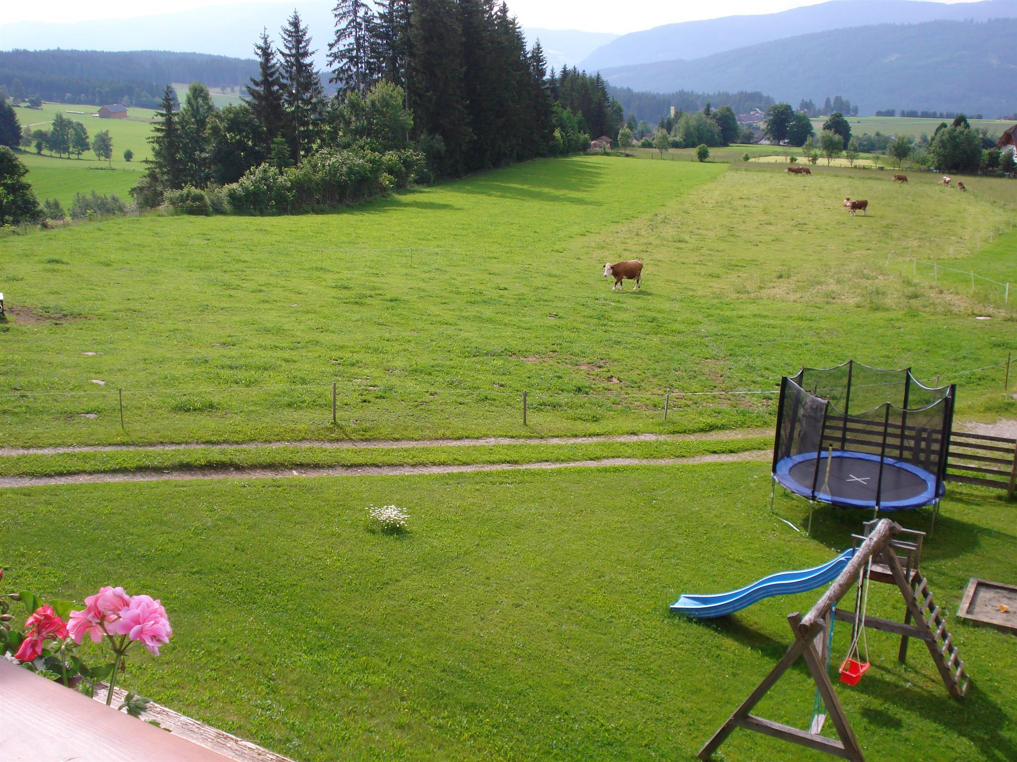 A green meadow with cows and some trees in the background. On the meadow stand a trampoline and a swing.